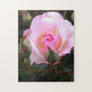 Quebra-cabeça Rosa Inglesa Perfeita