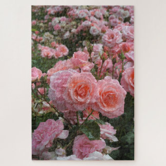 Quebra-cabeça rosa 'Kate Sheppard' rosa