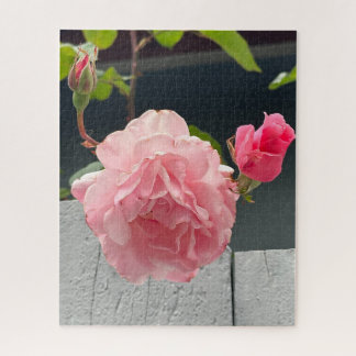 Quebra-cabeça Rosa Rosa em Cerca de Madeira, Oakland