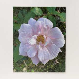 Quebra-cabeça Rosa Rosa Pálida, Oakland