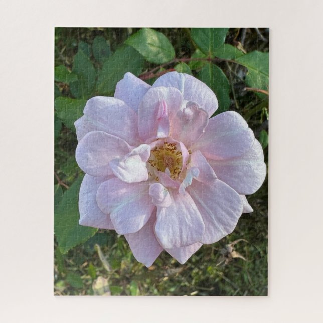 Quebra-cabeça Rosa Rosa Pálida, Oakland (Vertical)