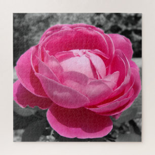 Quebra-cabeça Rosa Rosa Rosa Rosa Perfeita, Patrimônio Rosa, com