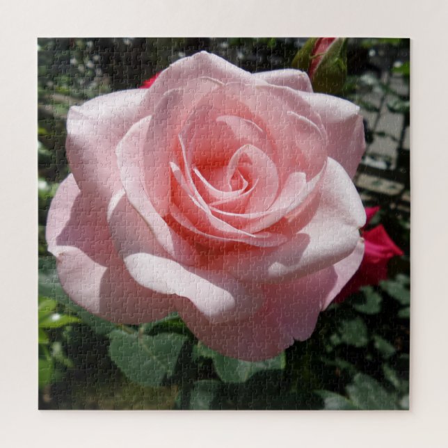 Quebra-cabeça Rosa Rosa Rosa Rosa Rosa, Rosa, 676  (Vertical)