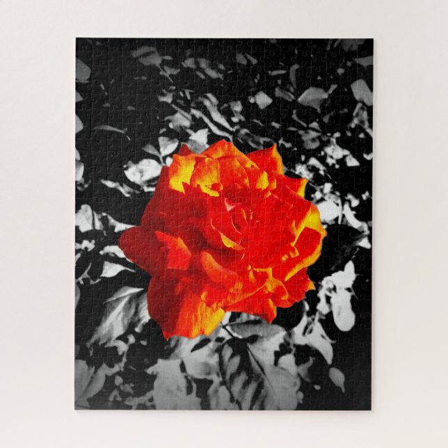 Quebra-cabeça rosa vermelha (Vertical)