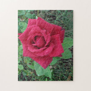 Quebra-cabeça Rosa vermelha bonita com gotas de chuva