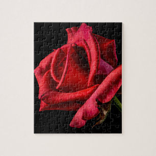 Quebra-cabeça rosa vermelha contra fundo preto
