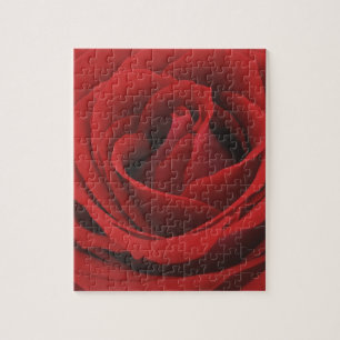 Quebra-cabeça Rosa vermelha de florescência