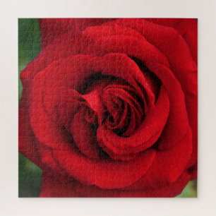 Quebra-cabeça Rosa vermelha grande Solteiro para cima Fechar