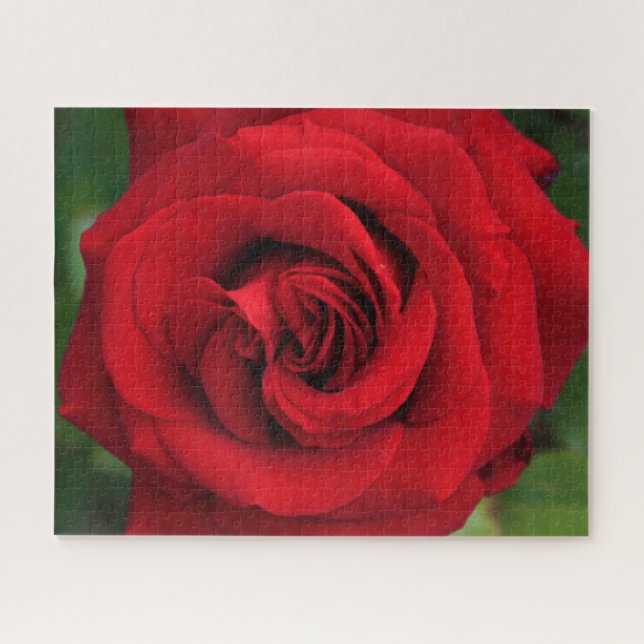 Quebra-cabeça Rosa vermelha grande Solteiro para cima Fechar (Horizontal)
