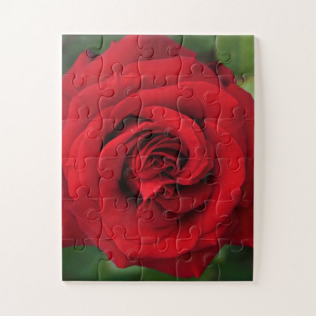 Quebra-cabeça Rosa vermelha grande Solteiro para cima Fechar (Vertical)