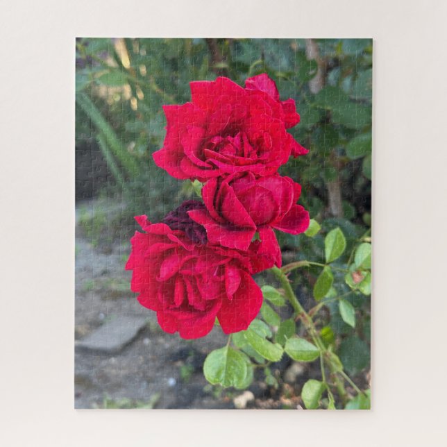 Quebra-cabeça Rosa Vermelha, Oakland (Vertical)