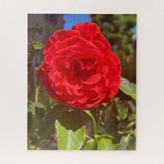 Quebra-cabeça Rosa Vermelha, San Mateo