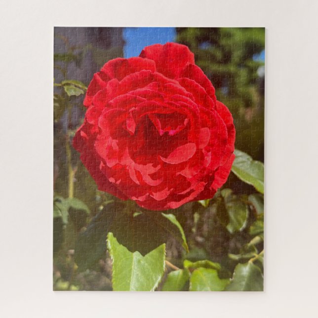 Quebra-cabeça Rosa Vermelha, San Mateo (Vertical)