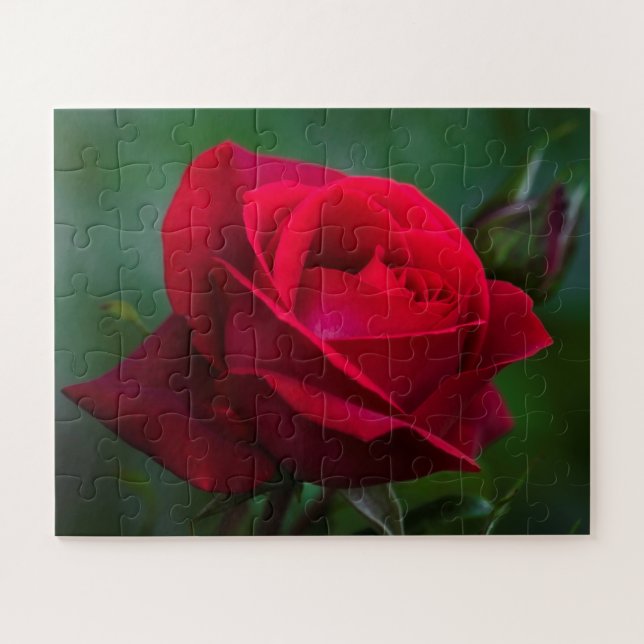 Quebra-cabeça Rosas são vermelhos 16"x20" fáceis (Horizontal)