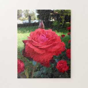 Quebra-cabeça Rosas vermelhas lindos