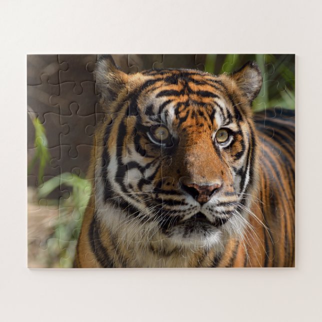 Quebra-cabeça Rosto de tigre (Horizontal)