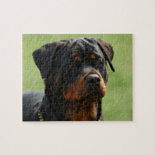 Quebra-cabeça Rottweiler
