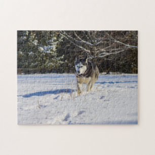 Quebra-cabeça Rouco Siberian na neve