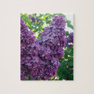 Quebra-cabeça roxo dos Lilacs
