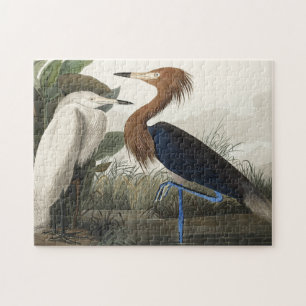 Quebra-cabeça Roxo Heron de Birds da América
