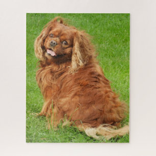 Quebra-cabeça Ruby Cavalier King Charles Spaniel Dog Jigsee Puzz