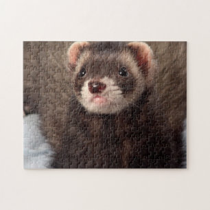 Quebra-cabeça Sable Weasel - Jabba, o Ferret