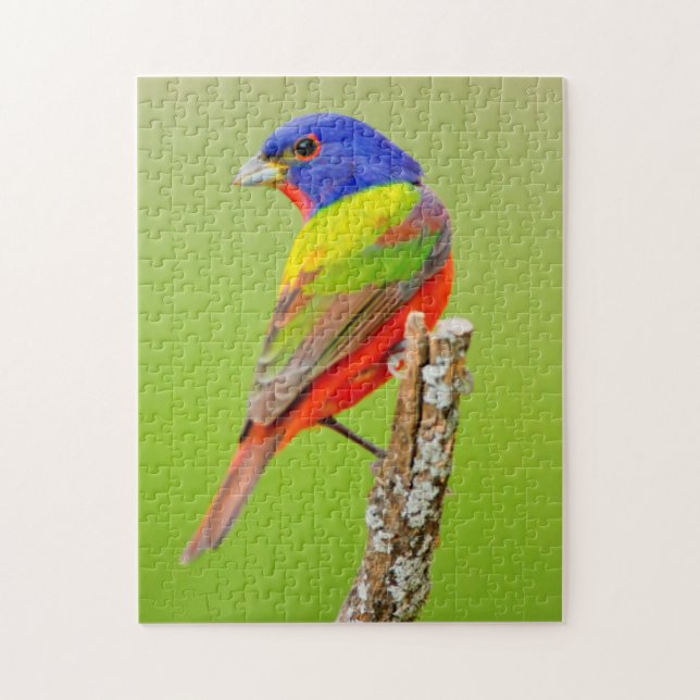 Quebra-cabeça Safiordo-pintado (Passerina ciris) Macho Empoleira (Vertical)