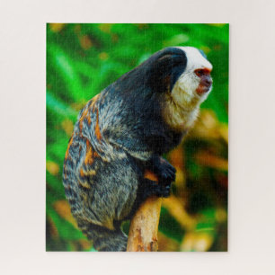Quebra-cabeça Sagui-de-cabeça-branca.