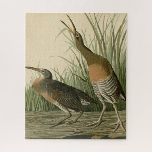 Quebra-cabeça Sal Water Marsh Hen - Aves da América de Audubon