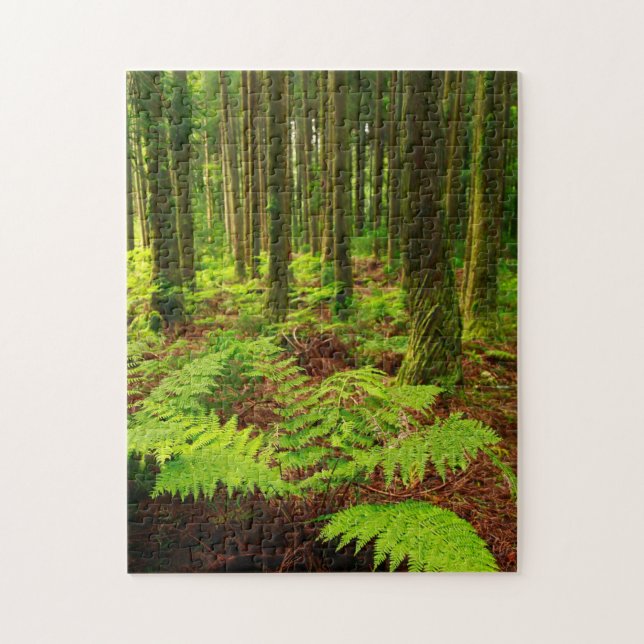 Quebra-cabeça Samambaias na floresta (Vertical)
