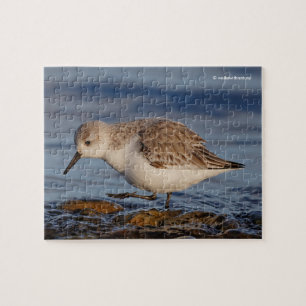 Quebra-cabeça Sandpiper de Saneamento Bonito Pisa uma Praia de i