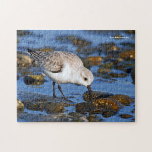 Quebra-cabeça Sandpiper de sequeiro de forragem em bruto na prai