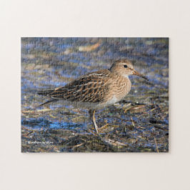 Quebra-cabeça Sandpiper Pecorial na Praia