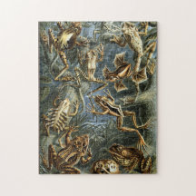 Sapo e sapo Ernst Haeckel vintage