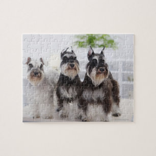 Quebra-cabeça Schnauzers diminutos que estão na borda da mesa