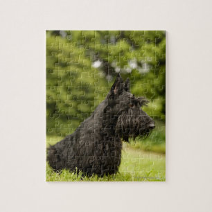 Quebra-cabeça Scottish Terrier
