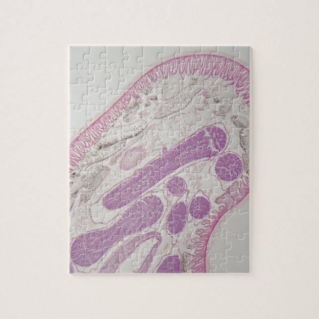 Quebra-cabeça Sem-fim parasítico do nemátodo (sp das ascáridas.) (Vertical)