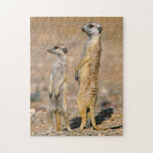 Quebra-cabeça Sentinelas do Meerkat (Suricata Suricatta), Karas