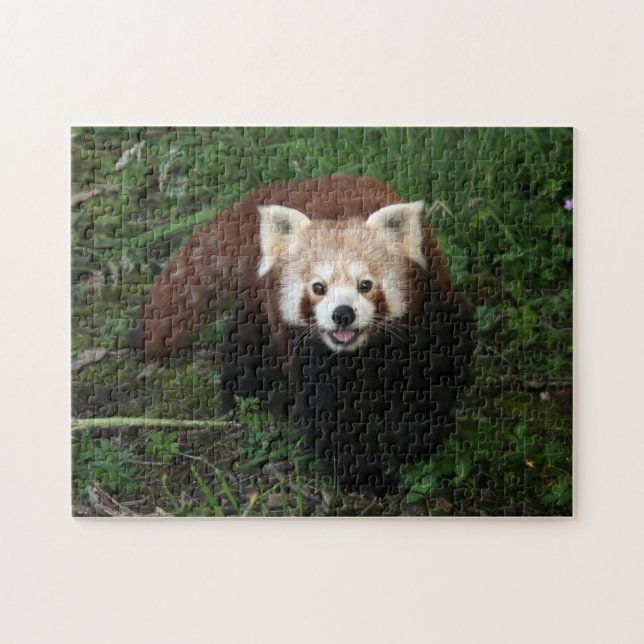 Quebra-cabeça serra de vaivém - panda vermelha (Horizontal)