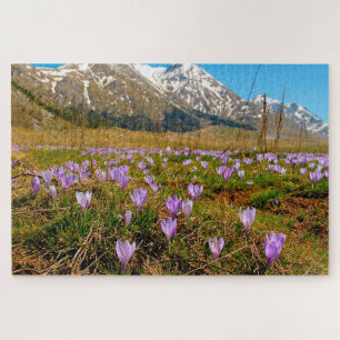 Quebra-cabeça Serra-pilhas Crocuses Abruzzo Gran Sasso Itália.