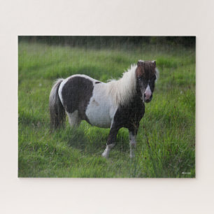 Quebra-cabeça Shetland Pony Stallion Em Grama