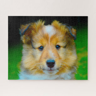 Quebra-cabeça Shetland Sheep Dog Jigsaw.