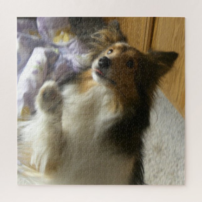 Quebra-cabeça Shetland Sheepdog Pedindo (Vertical)
