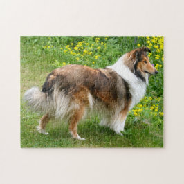 Quebra-cabeça Shetland Sheepdog - Sheltie Dog