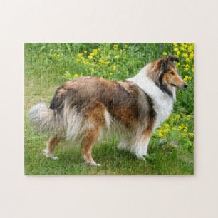 Quebra-cabeça Shetland Sheepdog - Sheltie Dog