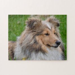 Quebra-cabeça Shetland Sheepdog - Sheltie Dog