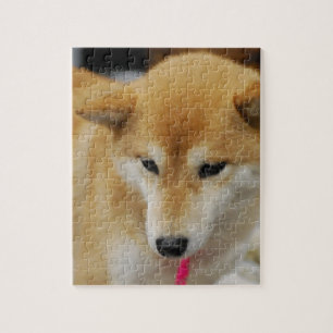 Quebra-cabeça Shiba bonito Inu