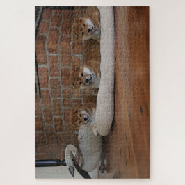 Quebra-cabeça Shiba Inu Puppies