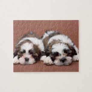 Quebra-cabeça Shih Tzu