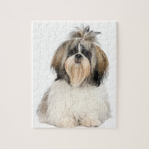 Quebra-cabeça Shih Tzu